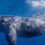 What Whales Can Teach Us About Climate Science