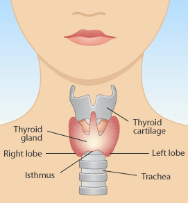 9.19thyroid gland